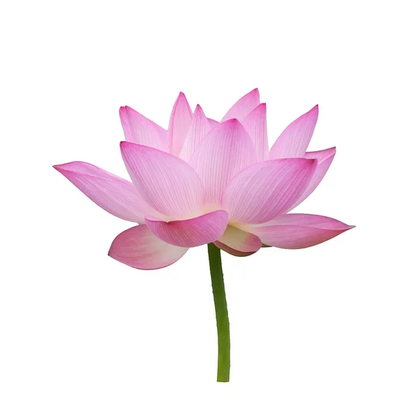 Blomstrende lotusblomst - Stock-foto