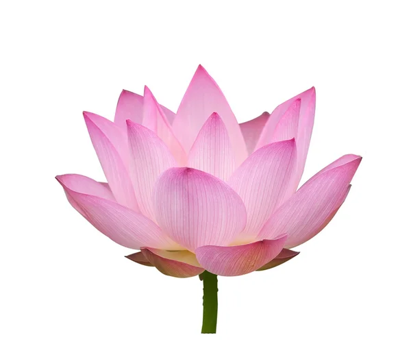 Blommande lotusblomma — Stockfoto
