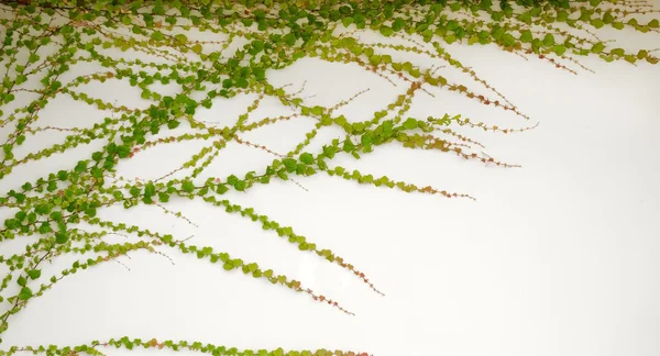 Ivy leaves isolated on a white background — Stock Photo, Image