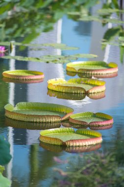 büyük kayan lotus, dev amazon nilüfer, victoria amazonia