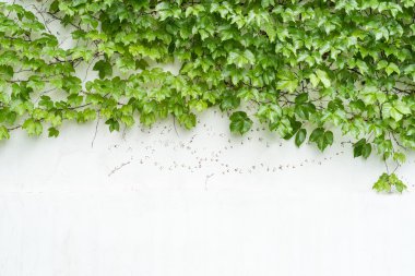 sarmaşık yaprakları beyaz arkaplanda izole edilmiş