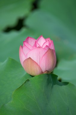 çiçek açan lotus çiçeği
