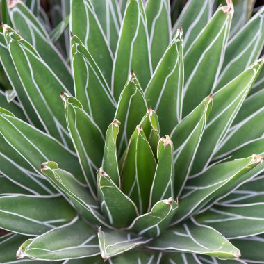 Sivri uçlu ağaç yaprakları.