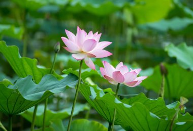 çiçek açan lotus çiçeği
