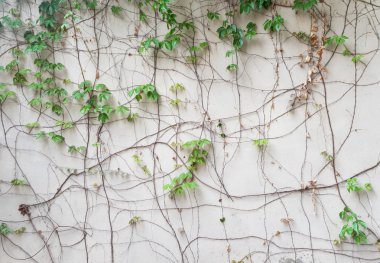 sarmaşık yaprakları beyaz arkaplanda izole edilmiş