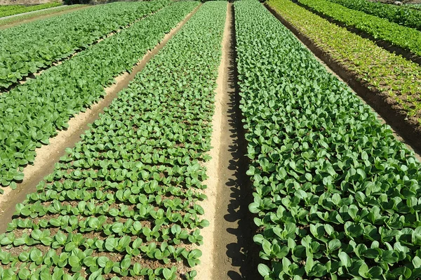 Lettuce plant in field — Stock Photo, Image