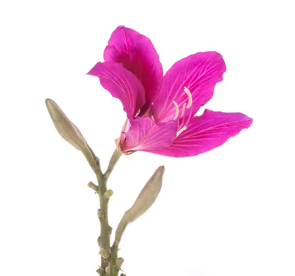 Hong kong orchidea — Zdjęcie stockowe