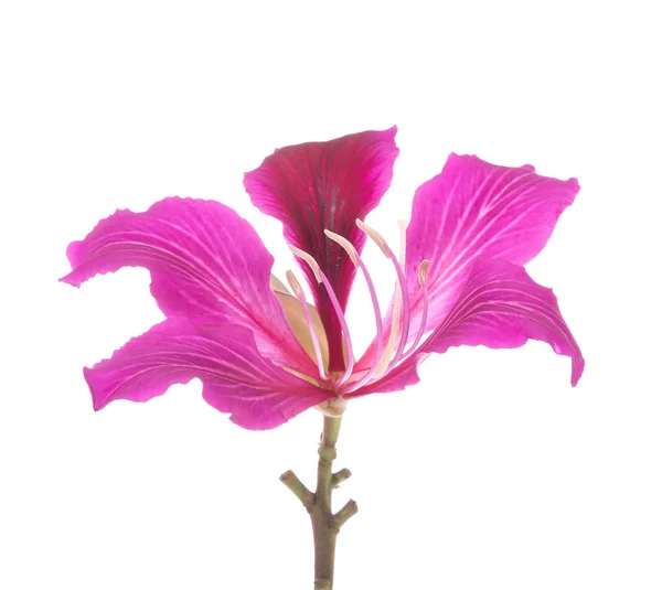 Hong kong orchidee — Stockfoto