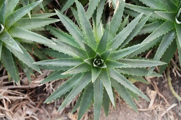 Scharfe spitze Blätter der Agave — Stockfoto