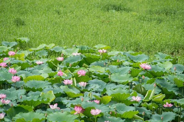 Blooming lotus flower — Stock Photo, Image