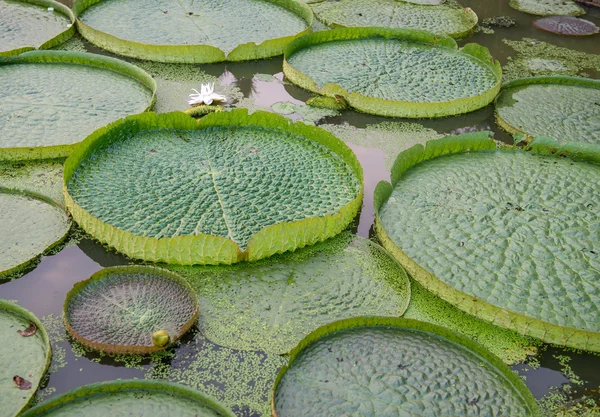 Ogromny pływający Lotos, gigant amazon nenufar, Wiktoria amazonia — Zdjęcie stockowe