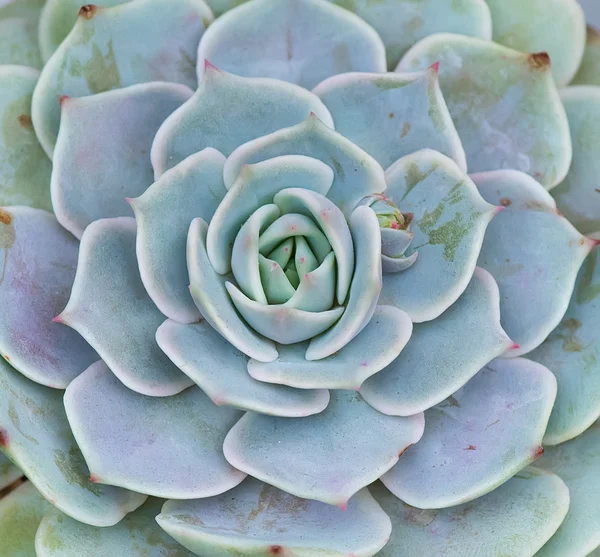 Piante succulente in miniatura — Foto Stock