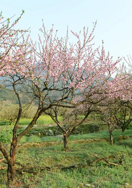 ピンク色の花の庭 — ストック写真