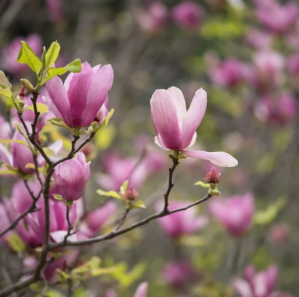 Różowe kwiaty magnolii izolowane na białym tle — Zdjęcie stockowe