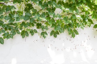 sarmaşık yaprakları beyaz arkaplanda izole edilmiş