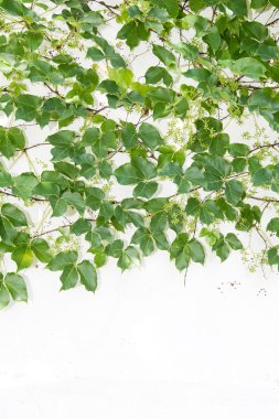 sarmaşık yaprakları beyaz arkaplanda izole edilmiş