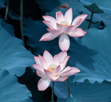 çiçek açan lotus çiçeği