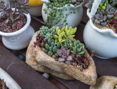  Bahçedeki minyatür sulu bitkiler