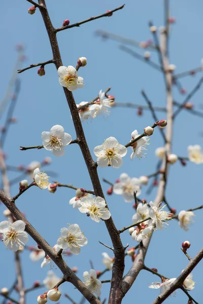 庭の白い梅の花 — ストック写真
