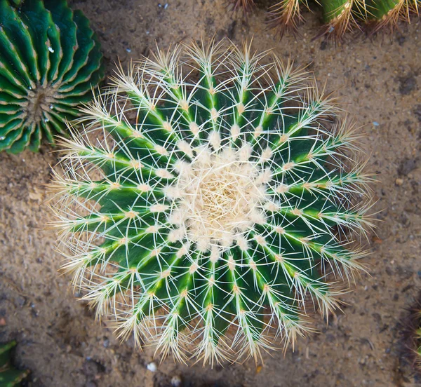 Cactus Close Garden — Stock Photo, Image