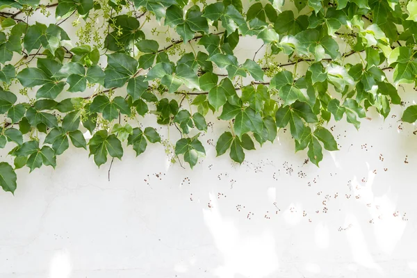 sarmaşık yaprakları beyaz arkaplanda izole edilmiş