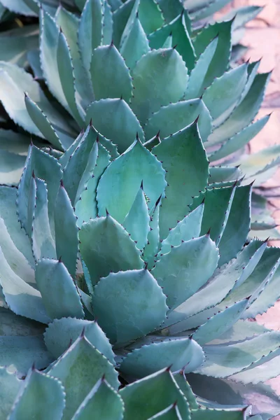 Scharfe Spitze Blätter Der Agave — Stockfoto