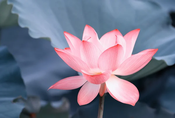 Flor de lótus em flor — Fotografia de Stock