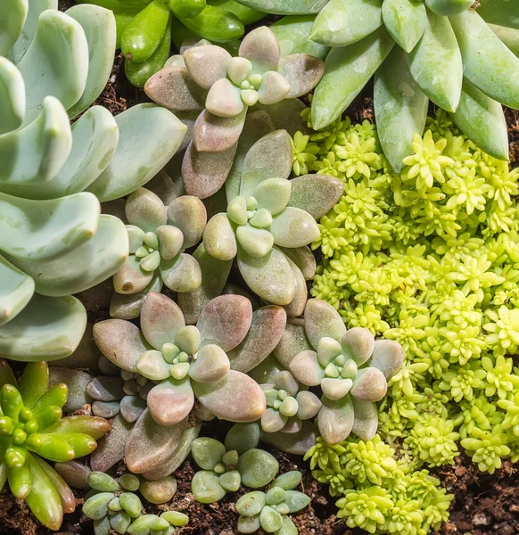 Miniatuur succulente planten — Stockfoto