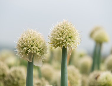bir bardak yeşil soğan