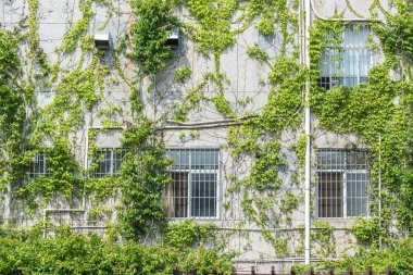 eski evin duvarında Ivy ile pencere Panjur