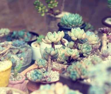  minyatür etli bitkiler