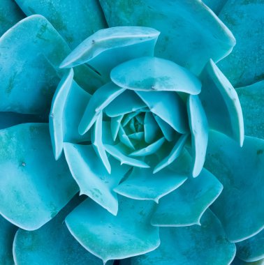  minyatür etli bitkiler