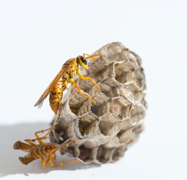 Beyaz arkaplanda yaban arısı izole