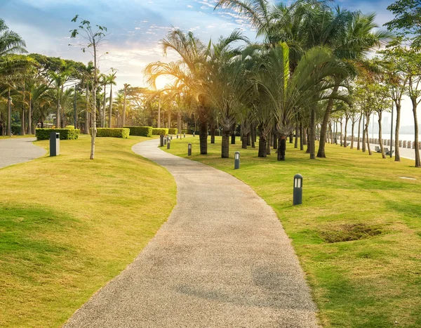 Walkway Beautiful Park Palms — Stock Photo, Image