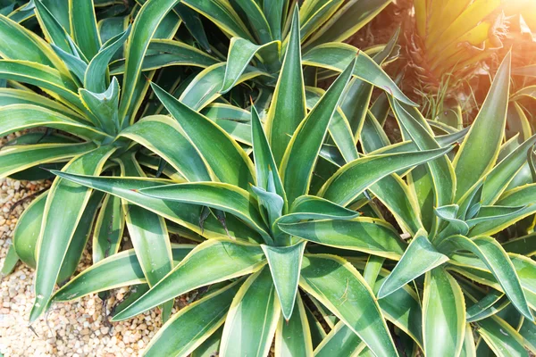 Feuilles pointues de plantes d'agave — Photo