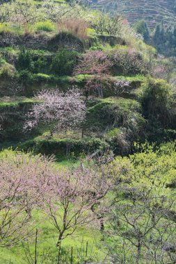 Çiftlikte pembe çiçekler