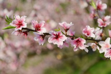 pembe çiçekleri Bahçe
