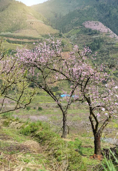 Pink Blossoms Farm — Stock Photo, Image