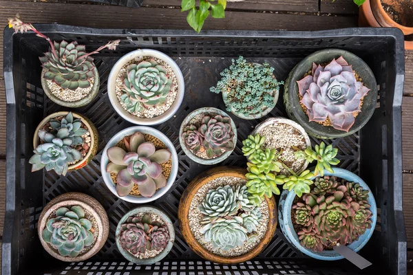 Plantas Suculentas Miniaturas Vaso — Fotografia de Stock