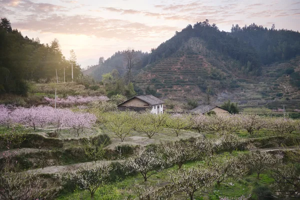 Paysage Rural Peach Blossom Dans Une Zone Montagneuse Dans District — Photo