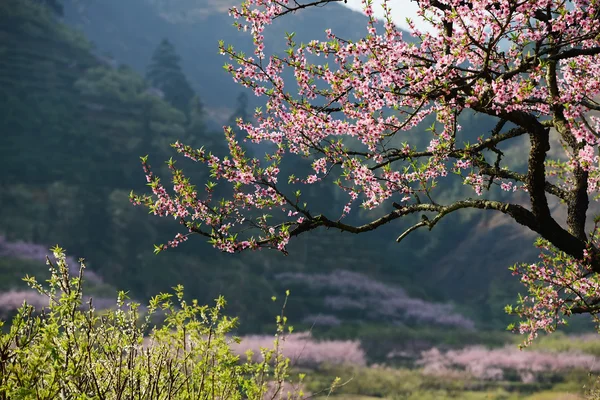 ピンク色の花の庭 — ストック写真