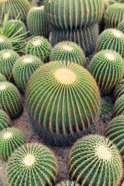 Cactus Close Garden — Stock Photo, Image