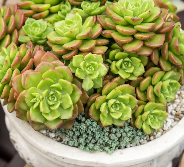 Miniature Succulent Plants Garden — Stock Photo, Image