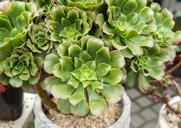 Miniature Succulent Plants Garden — Stock Photo, Image