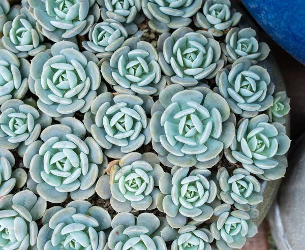 Plantas Suculentas Miniatura Jardín —  Fotos de Stock