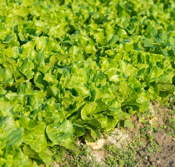 Salatpflanze auf dem Feld — Stockfoto