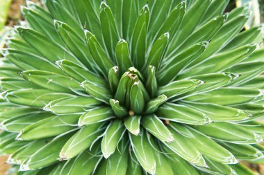 Sivri uçlu ağaç yaprakları.