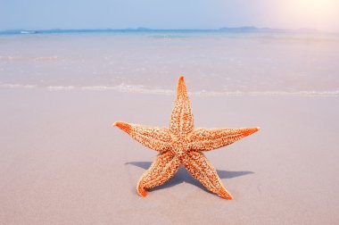 Deniz yıldızı ve kabukları çerçeve sahilde tatil anıları ile