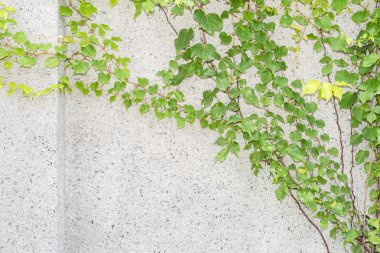sarmaşık yaprakları beyaz arkaplanda izole edilmiş