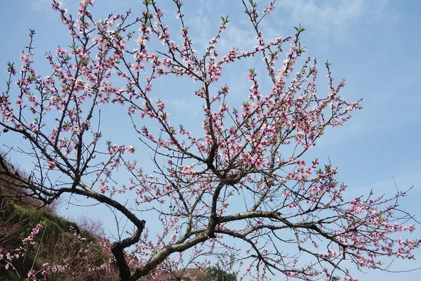 ピンク色の花の庭 — ストック写真